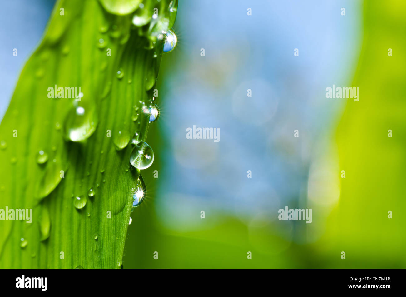 Gotas de agua dulce en la naturaleza o en verde bosque Fotografía de stock Alamy