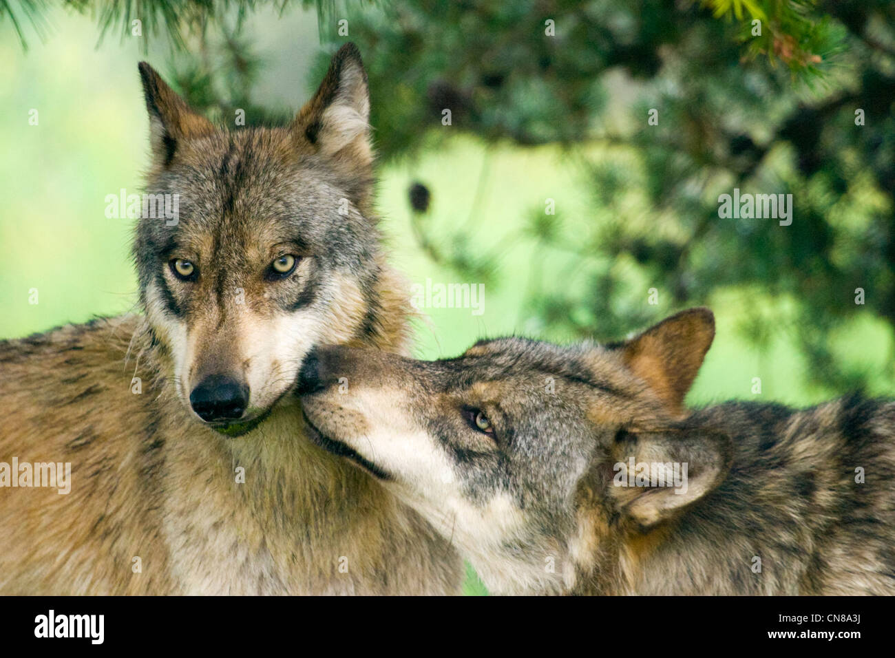 Los Lobos Grises (Canis lupus, EE.UU. Foto de stock