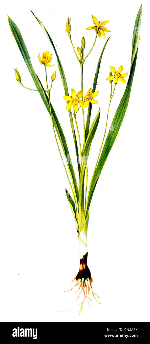 Publicado por primera vez en 1915 la estrella amarilla hierba Hirsuta Hypoxis Foto de stock