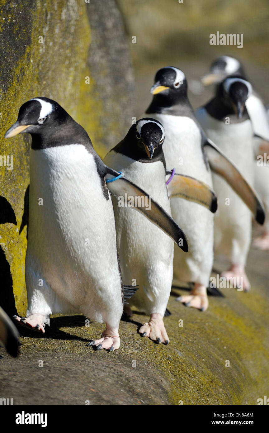 Pingüinos Gentoo en su gabinete en el Zoo de Edimburgo, Edimburgo, Escocia. Foto de stock