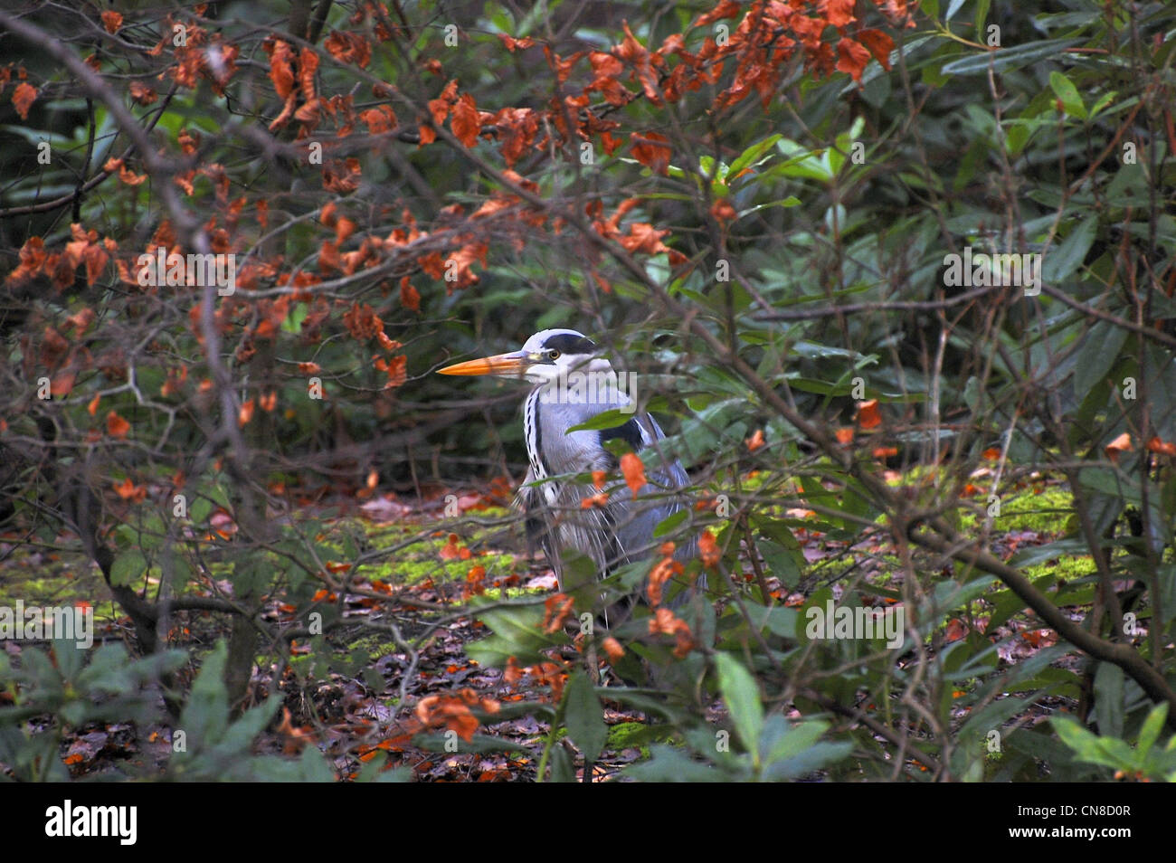 Heron parcialmente oculta en los arbustos Foto de stock