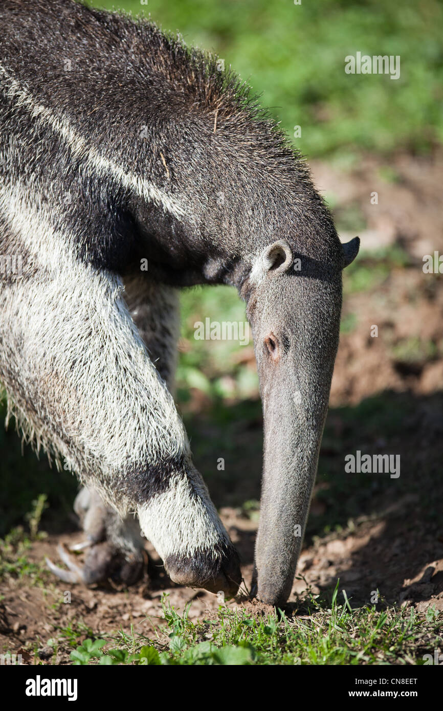 Oso hormiguero gigante (Myrmecophaga tridactyla) Foto de stock