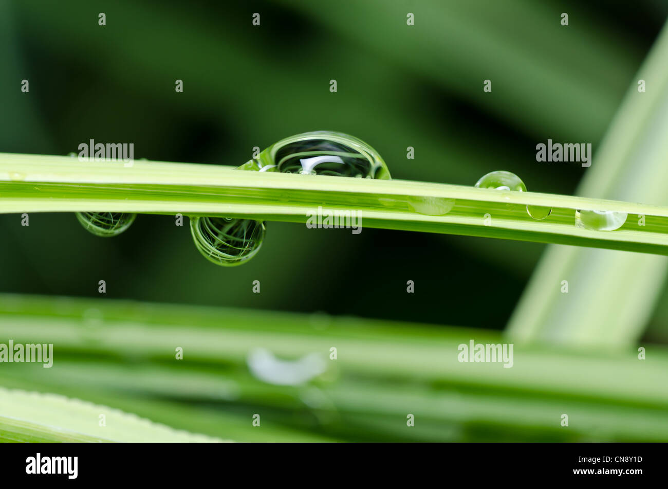 Gotas de agua dulce en la naturaleza o en verde bosque Fotografía de stock Alamy