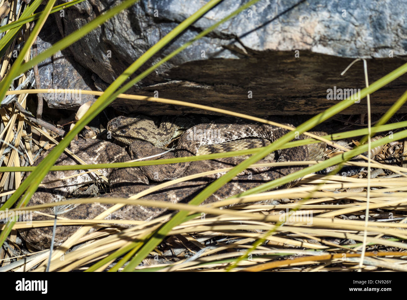 Western Diamond respaldados y Norte de serpientes de cascabel serpiente de cascabel de cola negra (Crotalus molossus molossus) tendido en una cueva. Foto de stock