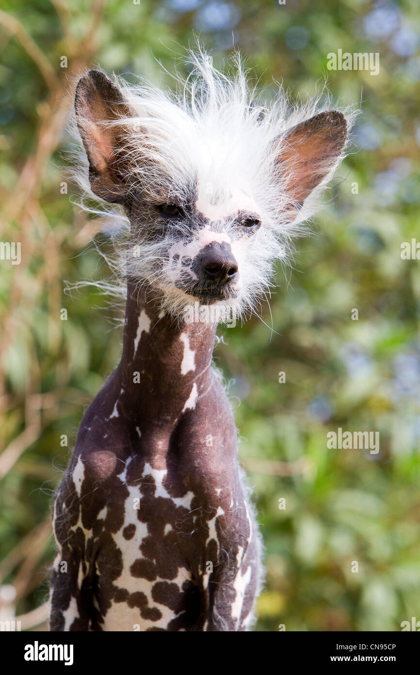 Perro sin pelo chino fotografías e imágenes de alta resolución - Alamy