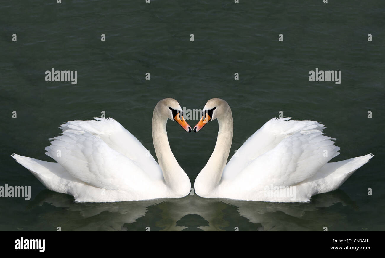 Dos cisnes en el agua. Las aves representan el corazón como un símbolo de amor y bodas . Foto de stock