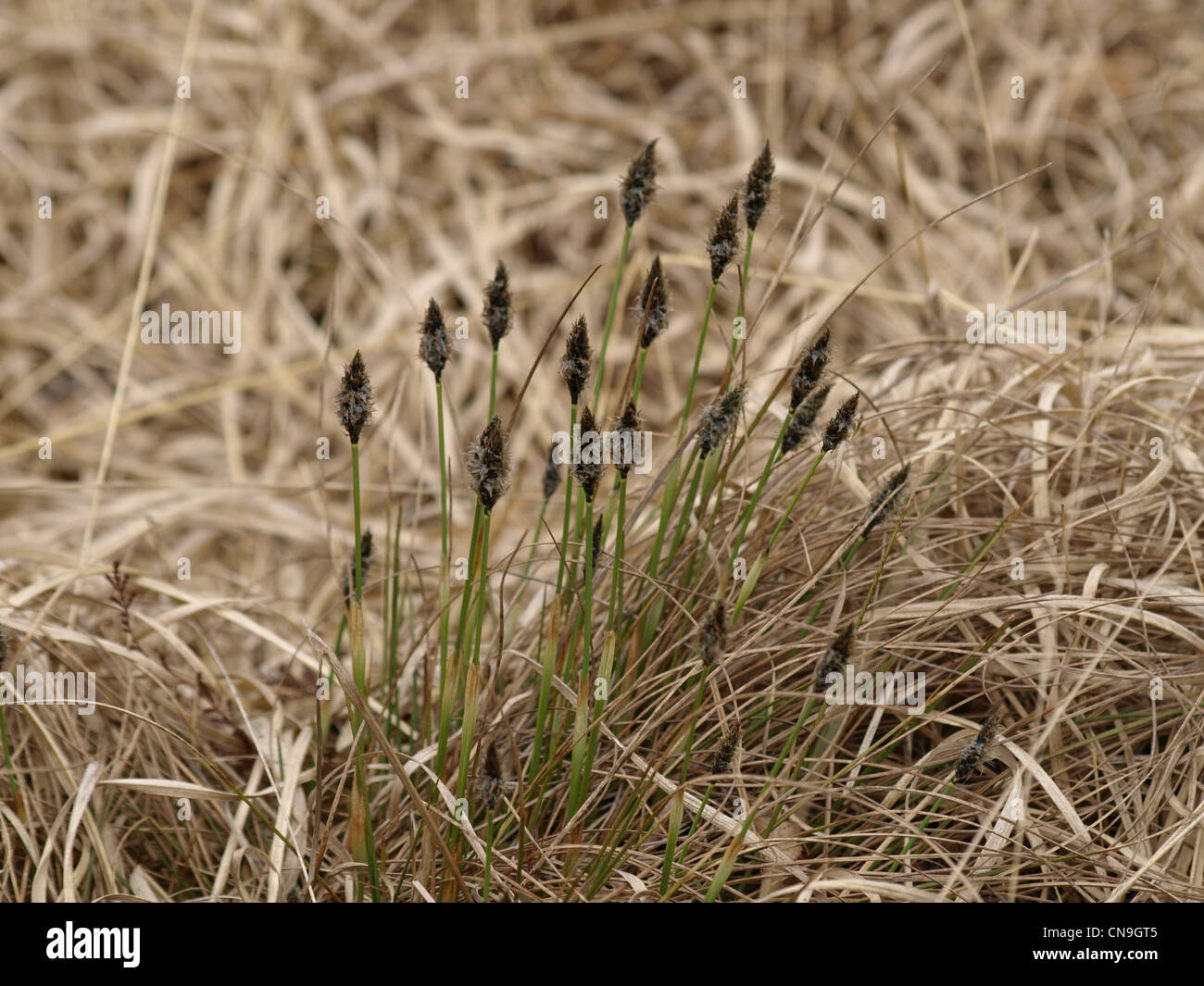 Florescence desde cola de Liebre / Eriophorum vaginatum césped de Algodón / Scheiden-Wollgras Foto de stock