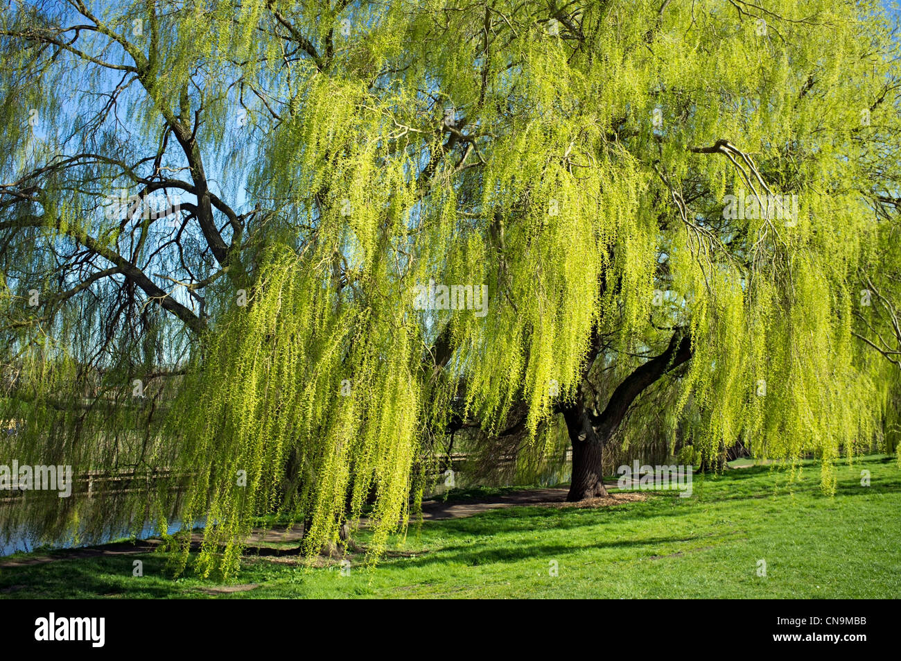 Llorando sauces llorones fotografías e imágenes de alta resolución Alamy