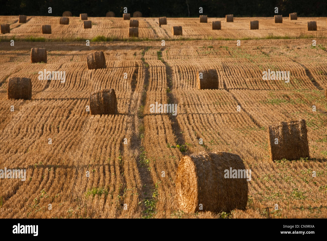 Francia, Gers, cerca del condón, el paisaje agrícola, rollos de heno en el campo después de la cosecha Foto de stock