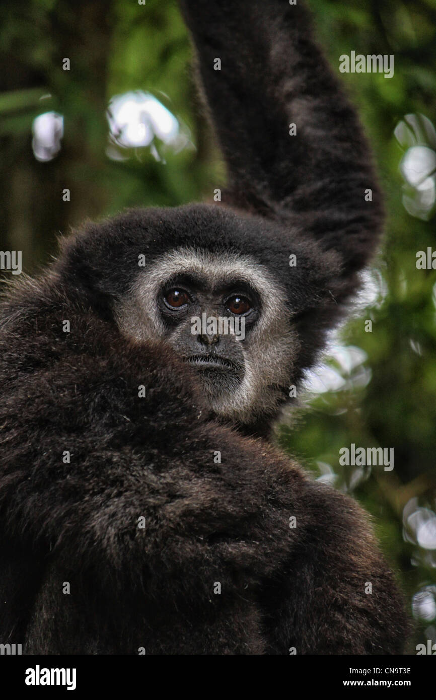 Mono de cerca Foto de stock
