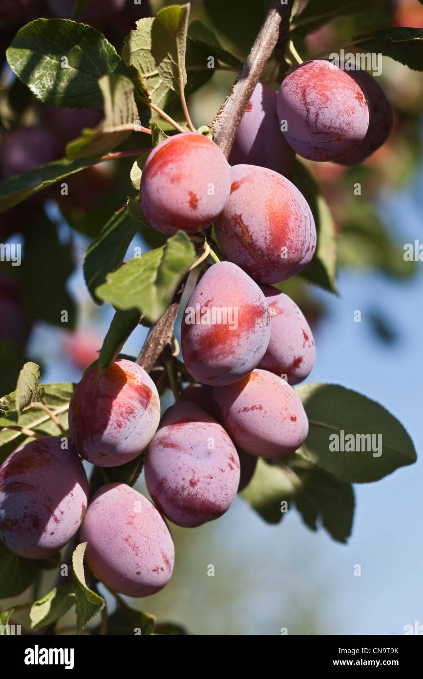 árbol de ciruelas fotografías e imágenes de alta resolución - Alamy