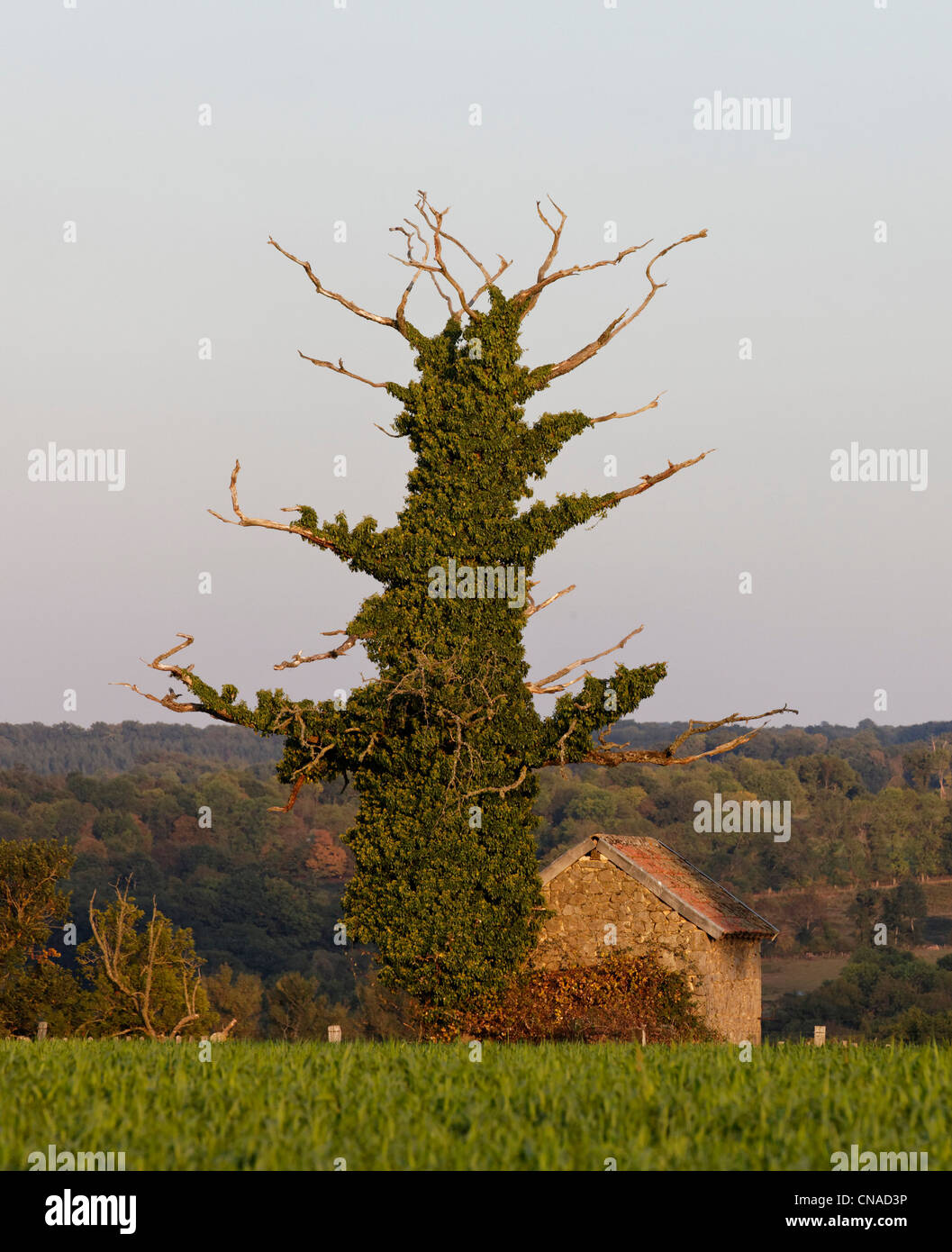 Francia, Creuse, jardín antiguo cobertizo y árbol muerto Foto de stock