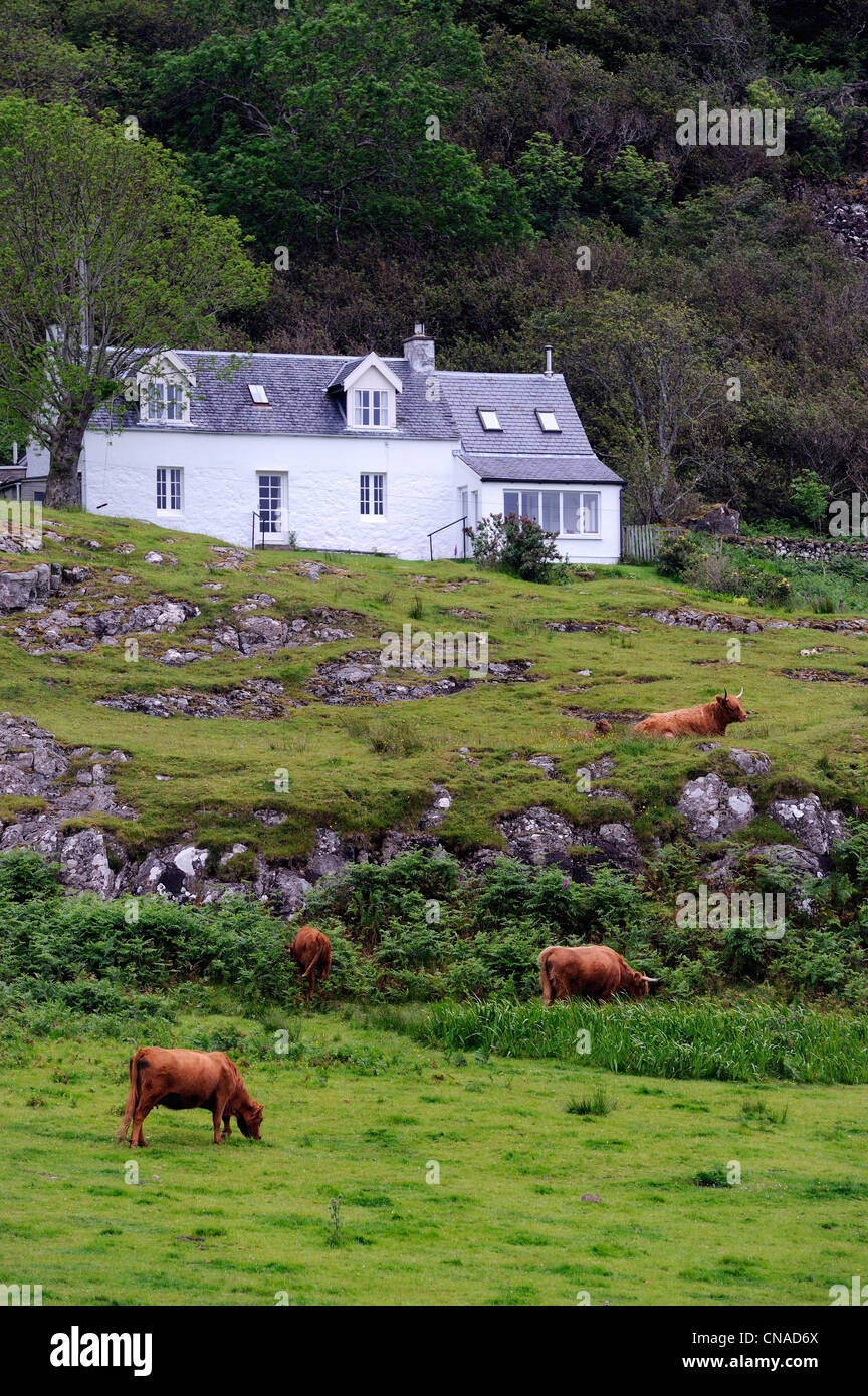 Reino Unido, Escocia, Highland, Inner Hebrides, Isle Of Mull, Highland ganado Foto de stock