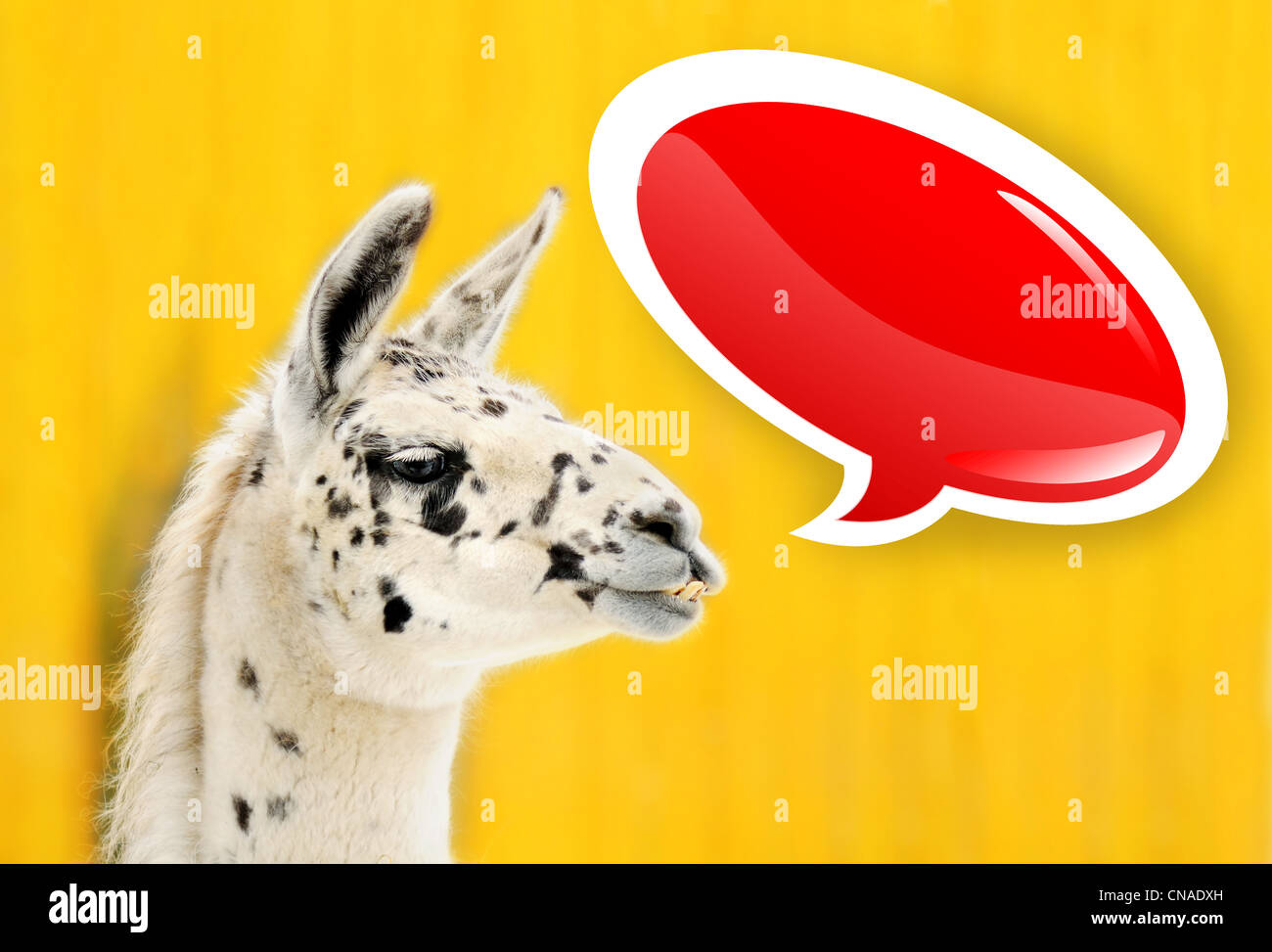 Gracioso blanco con lunares negros con alpaca cartoon rojo burbujas de voz Foto de stock