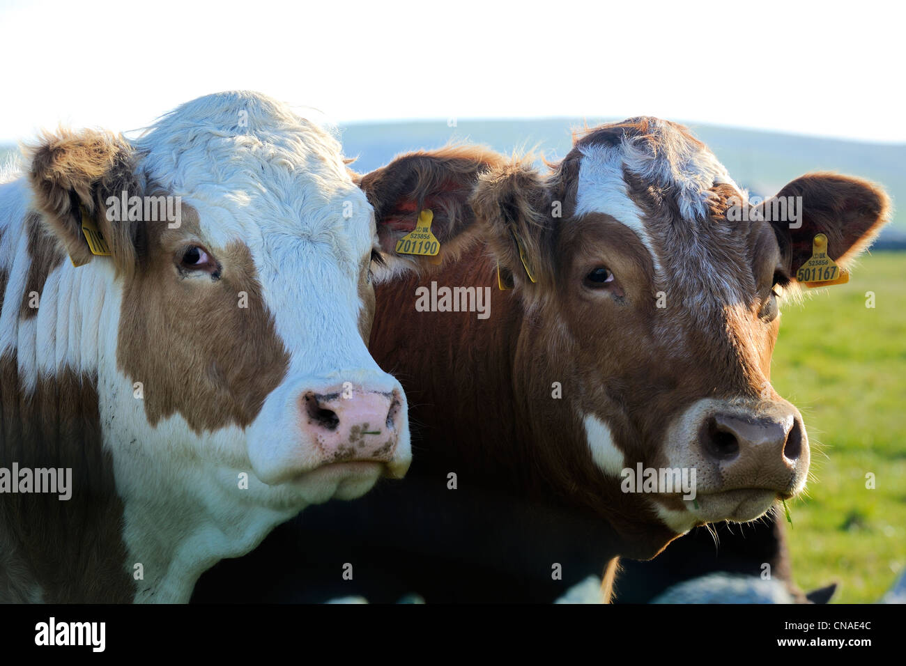 Reino Unido, Escocia, Islas Orkney, Isla, vacas Foto de stock
