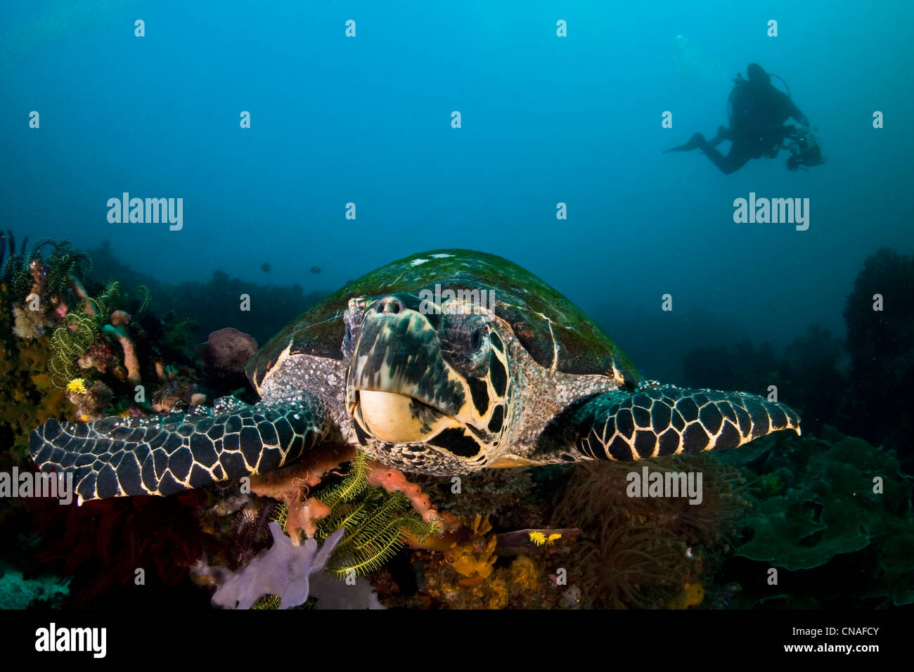 La tortuga carey, Eretmochelys imbricata, crecimiento de algas en su caparazón, nadando a través de diversos arrecifes de coral. Horseshoe Bay. Foto de stock
