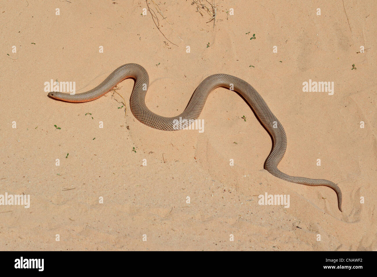Una mole de serpiente sobre la arena (Pseudaspis cana), África del Sur Foto de stock