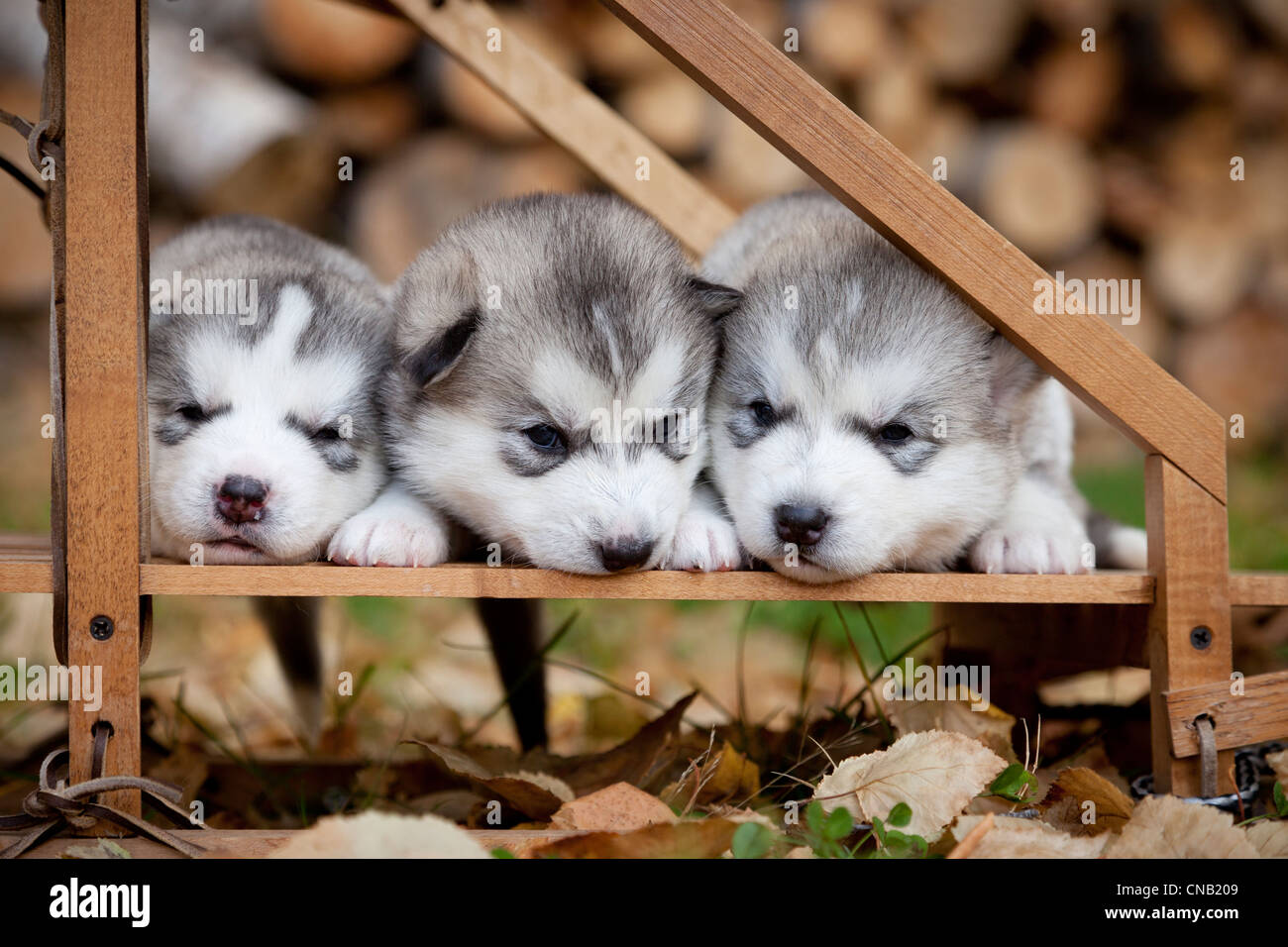 Pura Raza Siberian Husky cachorros de perros de trineo de madera pequeños, Alaska Foto de stock