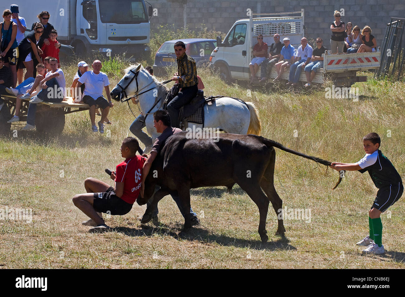 Francia, Gard, Mus, el Abrivado (liberación de toros) se compone de los vaqueros para escoltar a los toros de los pastizales a la Foto de stock