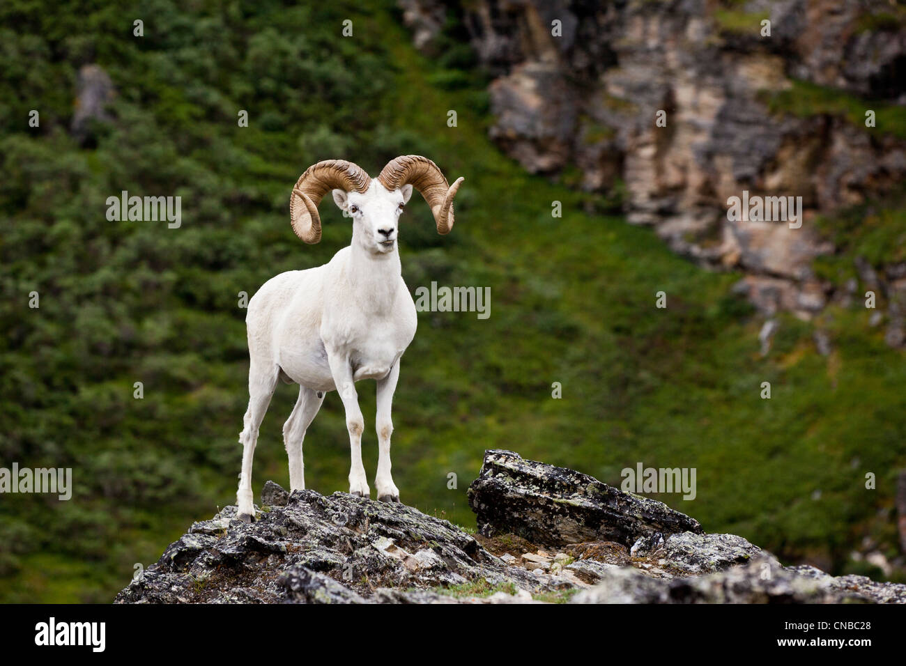 Un rizo completo Dall ram se alza sobre afloramiento rocoso mirando hacia delante, el Parque Nacional Denali preservar, interior de Alaska, el verano Fotografía de Alamy