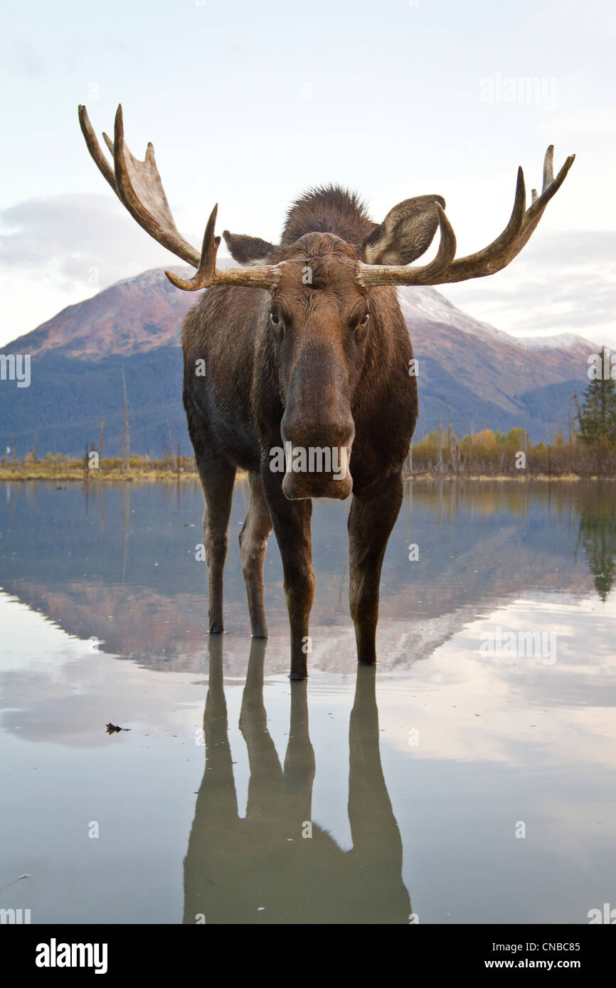 Cautivo: Bull moose camina a través de la marea alta, el Centro de Conservación de la vida silvestre de Alaska, Southcentral Alaska, Otoño Foto de stock