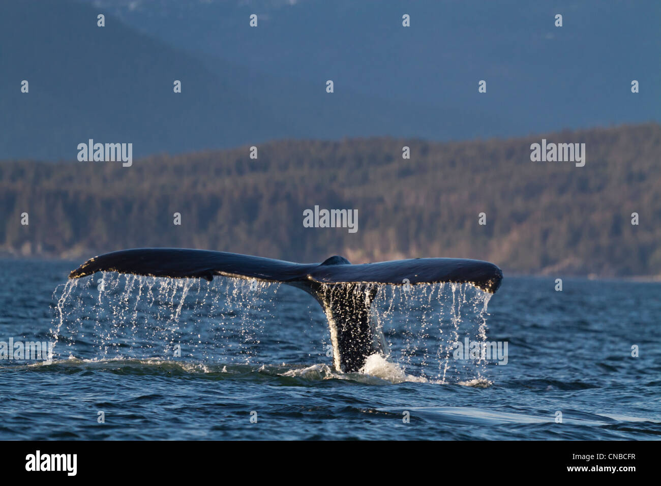 Cerca de una Ballena Jorobada de hadas de gotas de agua como la ballena inmersiones en Lynn Canal, sureste de Alaska, Verano Foto de stock