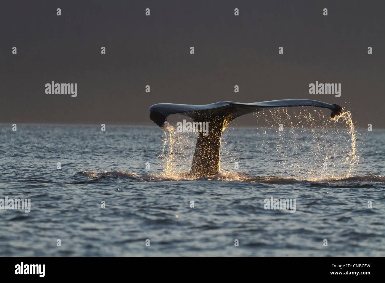 Cerca de una Ballena Jorobada de hadas de gotas de agua como la ballena inmersiones en Lynn Canal, sureste de Alaska, Verano Foto de stock