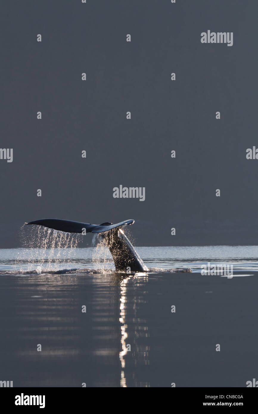 Cerca de una Ballena Jorobada de hadas de gotas de agua como la ballena inmersiones en Lynn Canal, sureste de Alaska, Verano Foto de stock