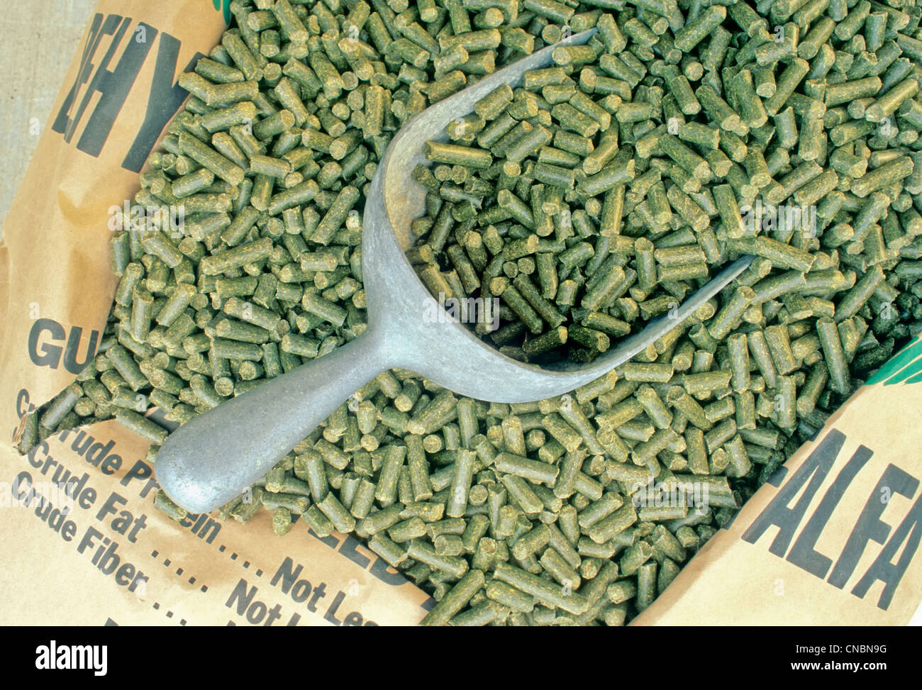 Pellets de Alfalfa deshidratada w/boca de alimentación animal. Foto de stock