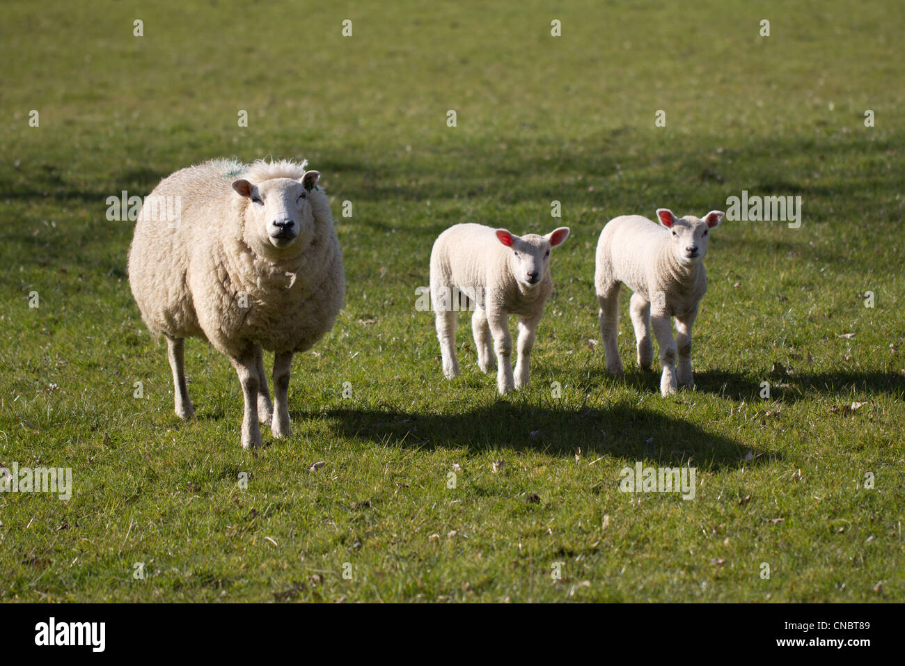 El galés oveja corderos con twin Foto de stock