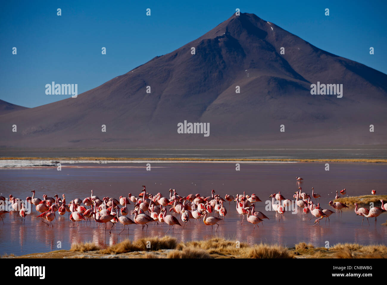 James's Flamingo, Phoenicoparrus jamesi, Laguna Colorada, Laguna Colorada o roja laguna Foto de stock