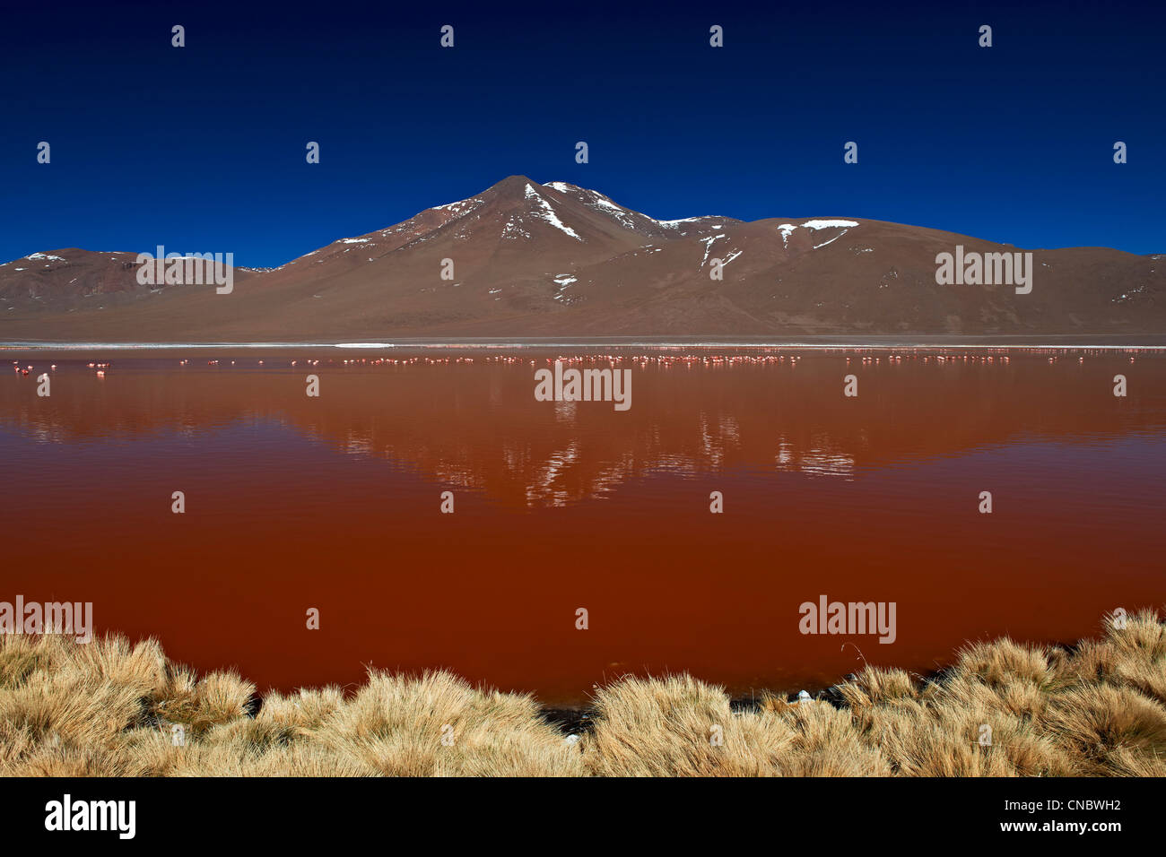 James's flamingo, Phoenicoparrus jamesi, laguna colorada, laguna colorada o roja laguna Foto de stock