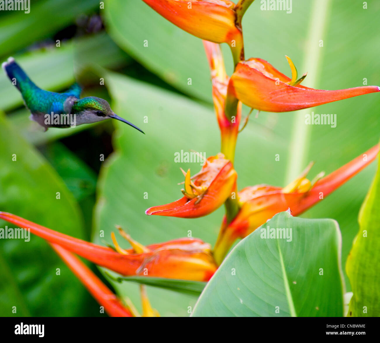 Fauna De Costa Ricas Fotos E Im Genes De Stock Alamy