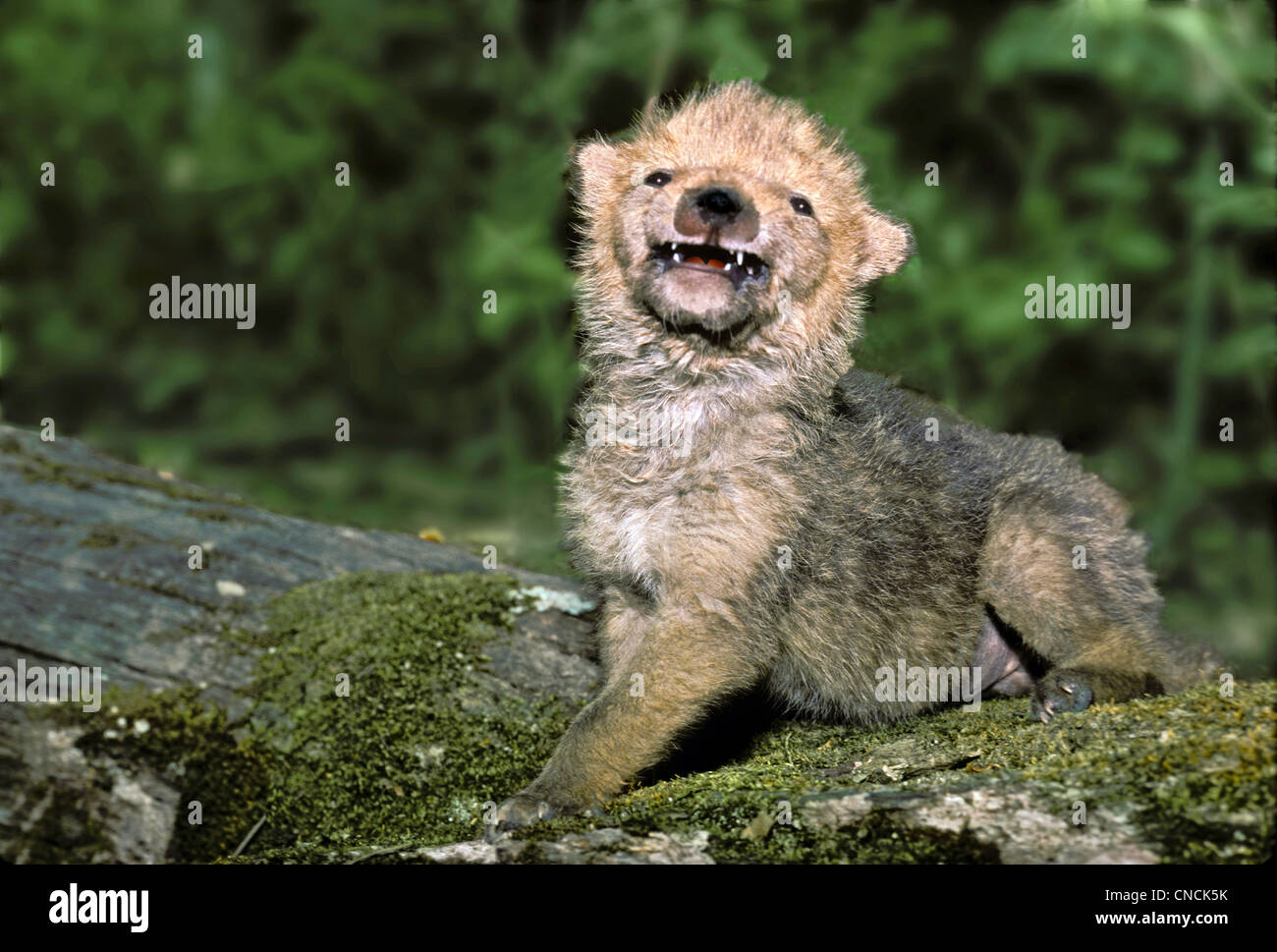Coyote pup sonríe mirando hacia arriba desde arboladas log, Missouri, EE.UU. Foto de stock