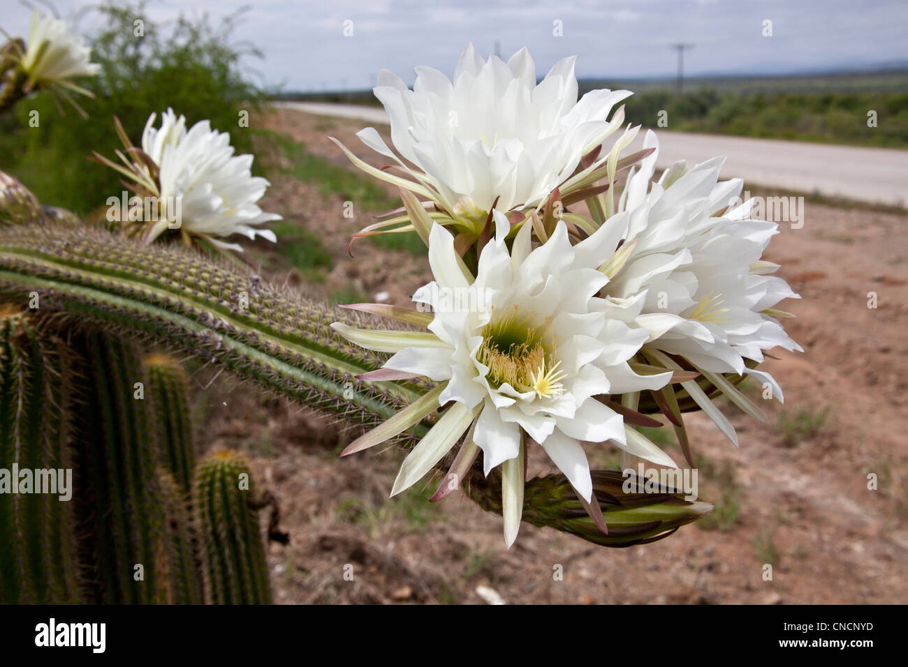 Flor de cactus blanco fotografías e imágenes de alta resolución - Alamy