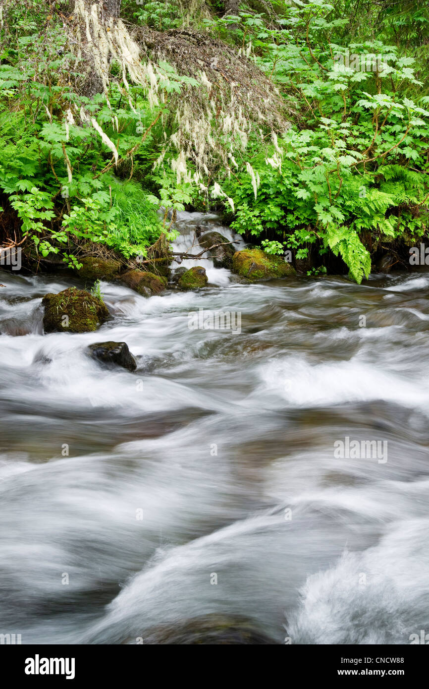 Indian Creek, Chugach State Park, Southcentral Alaska, Verano Foto de stock