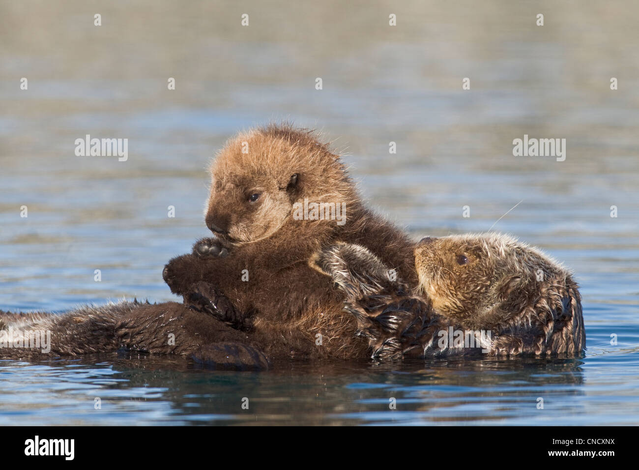 Hembra de nutria de mar recién pup cabalgando sobre su estómago, Prince William Sound, Alaska, Southcentral invierno Foto de stock