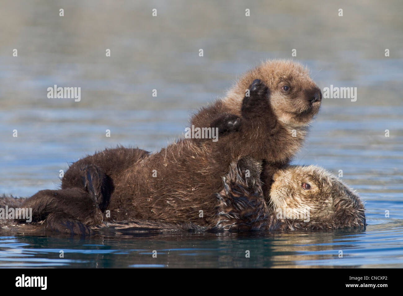 Hembra de nutria de mar recién pup cabalgando sobre su estómago, Prince William Sound, Alaska, Southcentral invierno Foto de stock