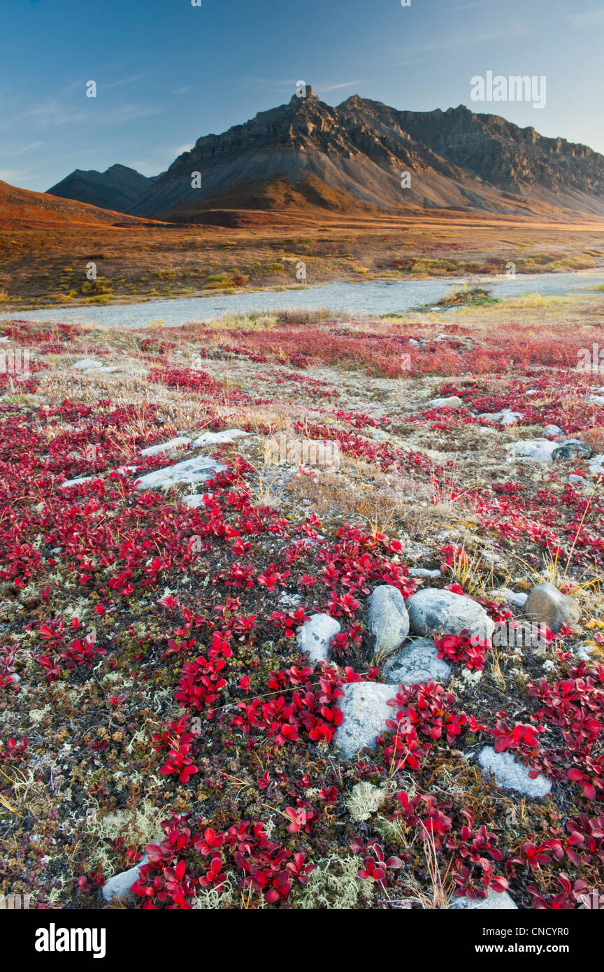 Vista escénica de rojo Gayuba follaje y montañas, Anaktuvuk Pass en puertas del Arctic National Park , Alaska Foto de stock