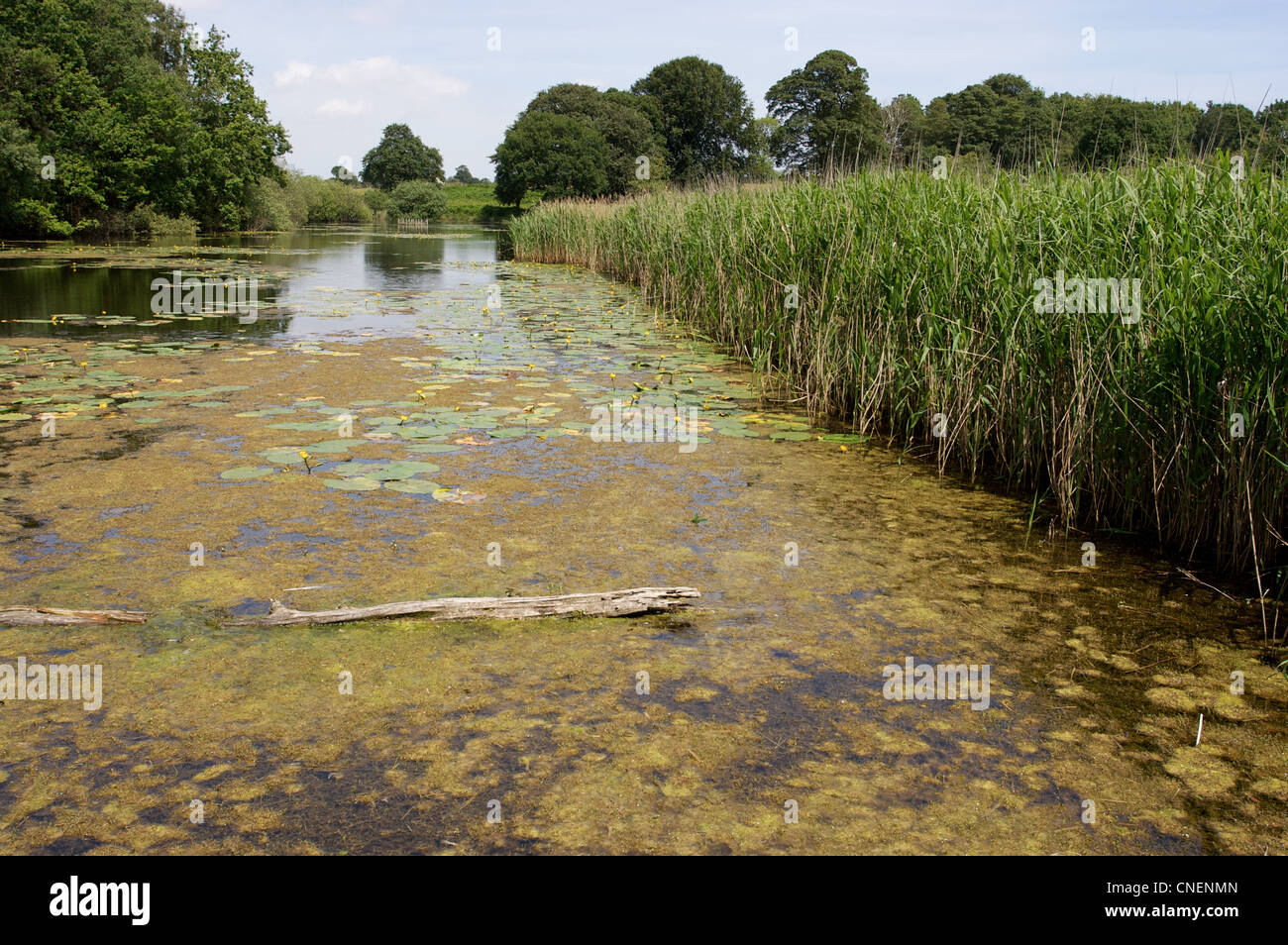 Marsh stonecrop australiana, invasivo en las vías navegables, Foto de stock