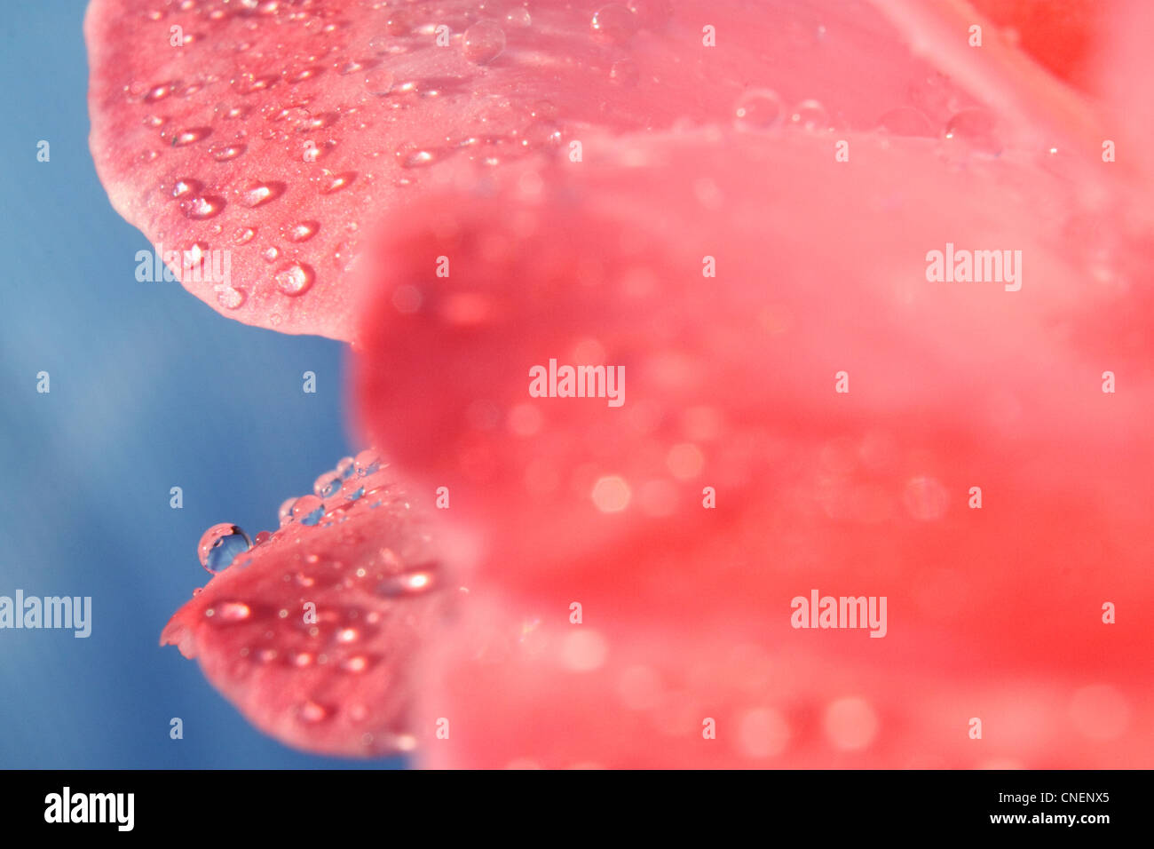 Un close-up- de una hermosa rosa rosa con una gota de agua en el primer plano y el fondo azul. Foto de stock