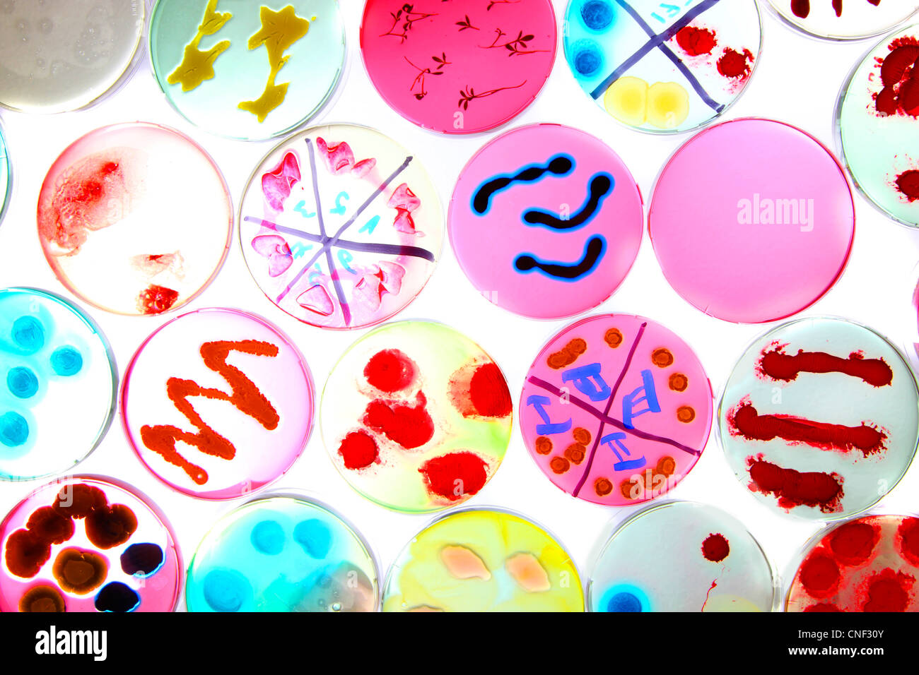 Laboratorio, biológicas, químicas. Análisis de cultivos bacterianos de bacterias que crecen en placas de petri. Foto de stock