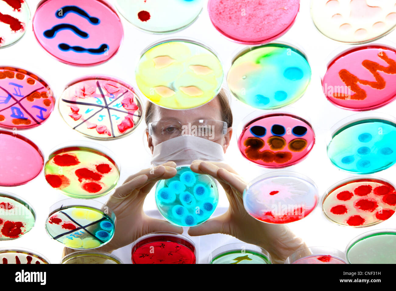 Laboratorio, biológicas, químicas. Análisis de cultivos bacterianos de bacterias que crecen en placas de petri. Foto de stock