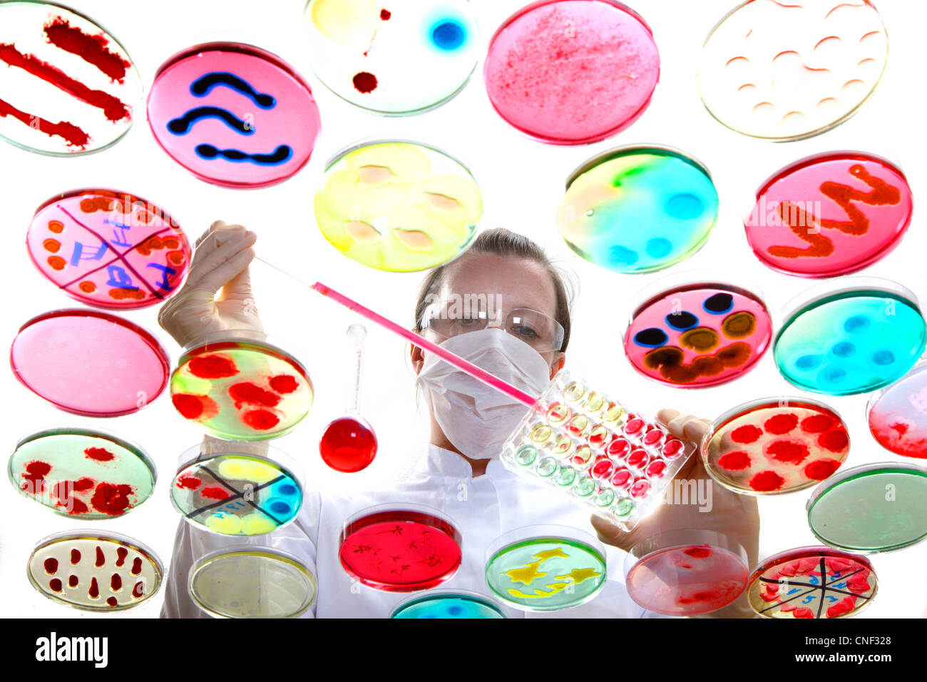Laboratorio, biológicas, químicas. Análisis de cultivos bacterianos de bacterias que crecen en placas de petri. Foto de stock