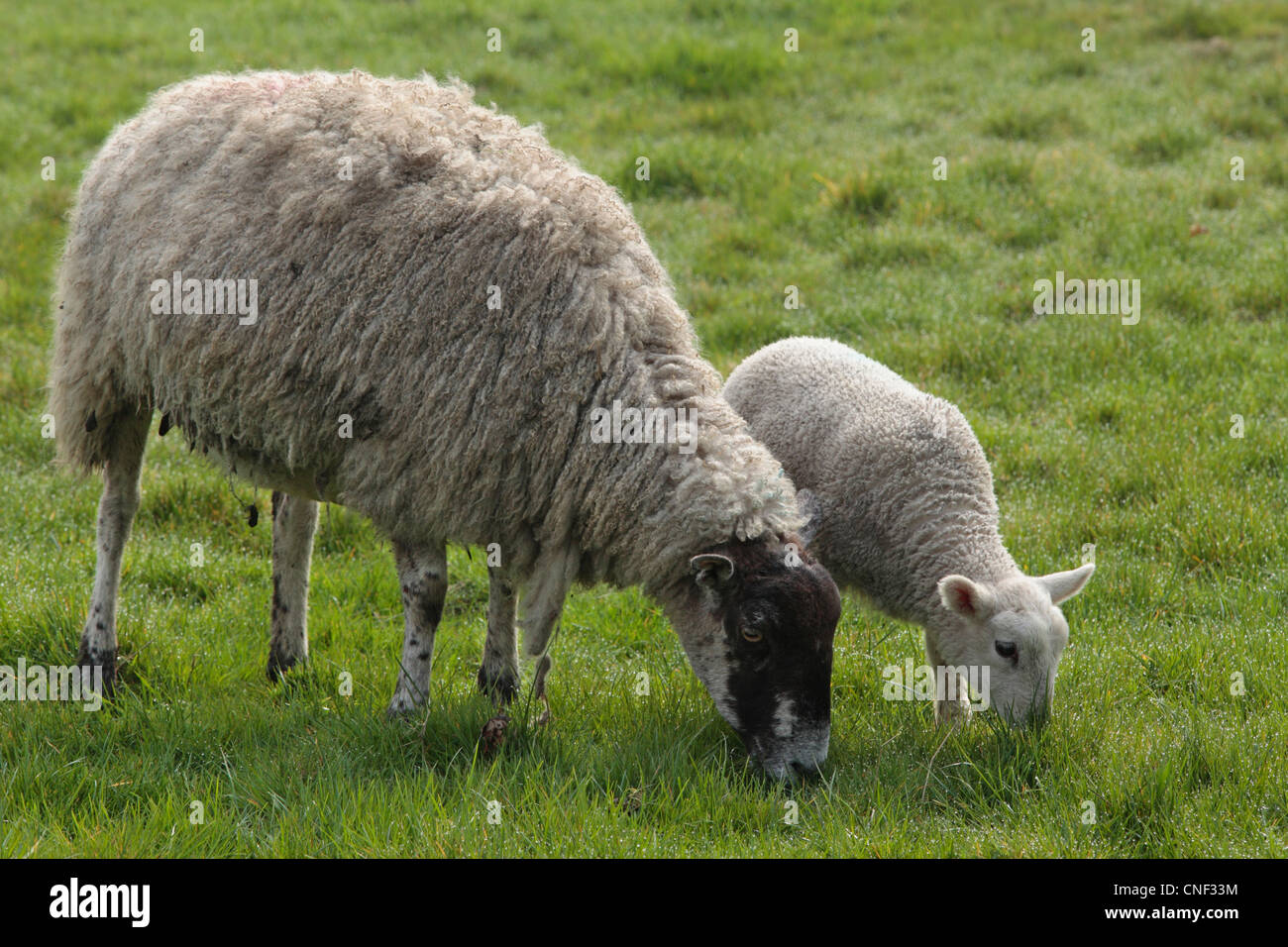 Una oveja y su cordero lechal en un campo durante la temporada de parición Nidderdale, Yorkshire Foto de stock