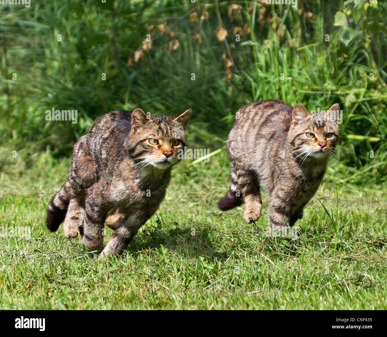 Dos gatos salvajes escoceses corriendo rápidamente de lado a lado Foto de stock