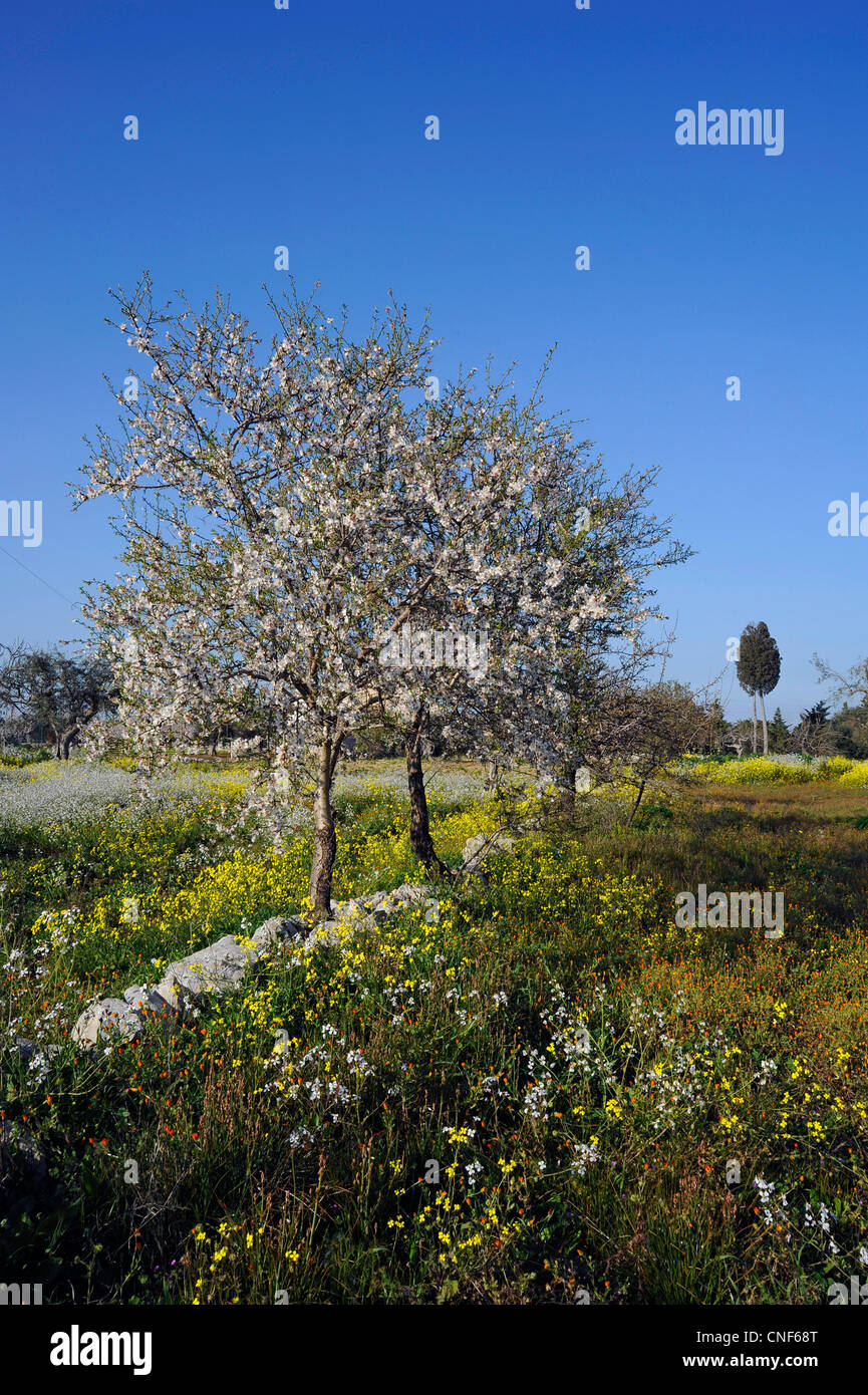 Los almendros en flor en un campo de flores silvestres Fotografía de stock  - Alamy