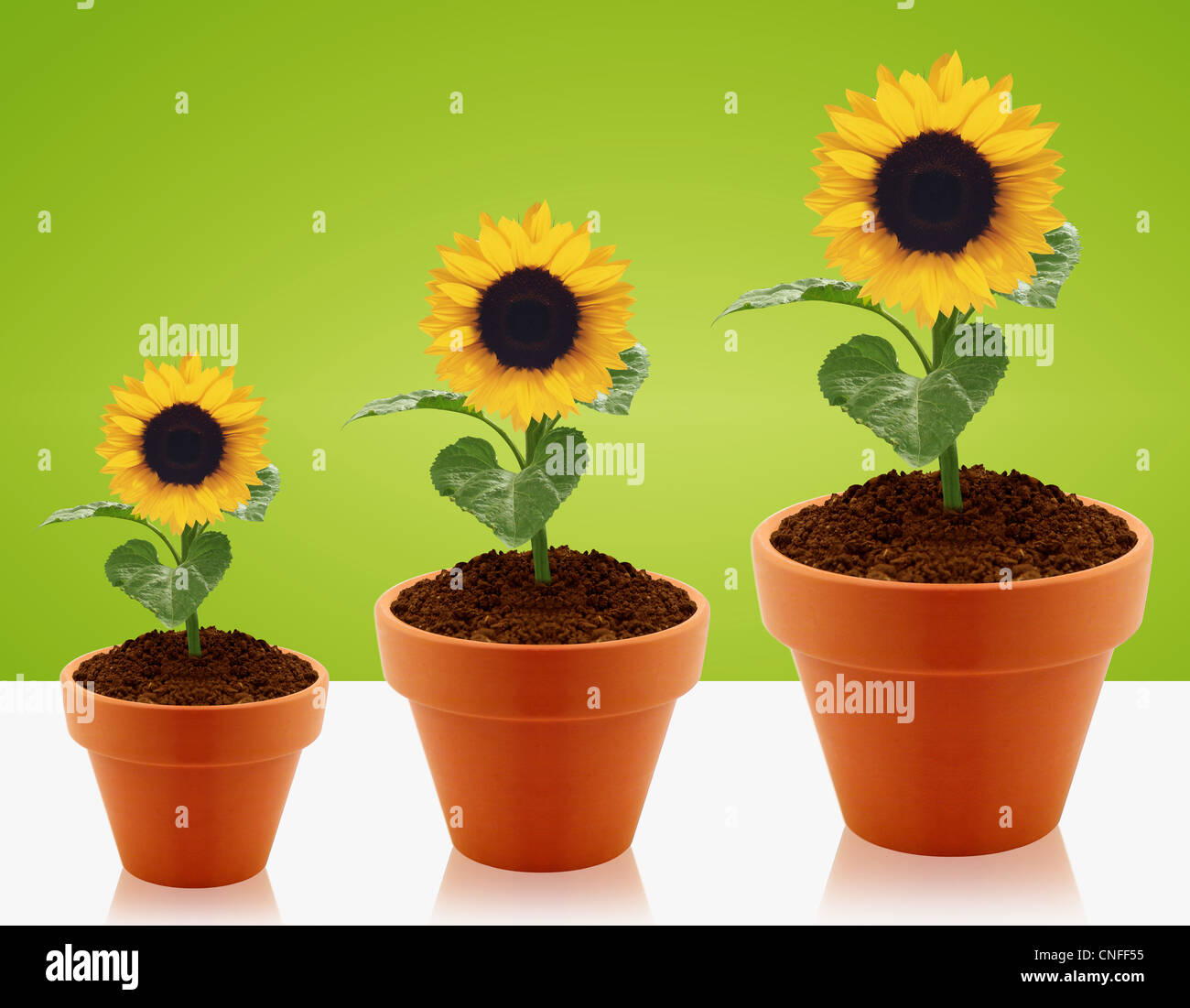 Girasol crece en maceta de jardín, creciendo el concepto Fotografía de  stock - Alamy