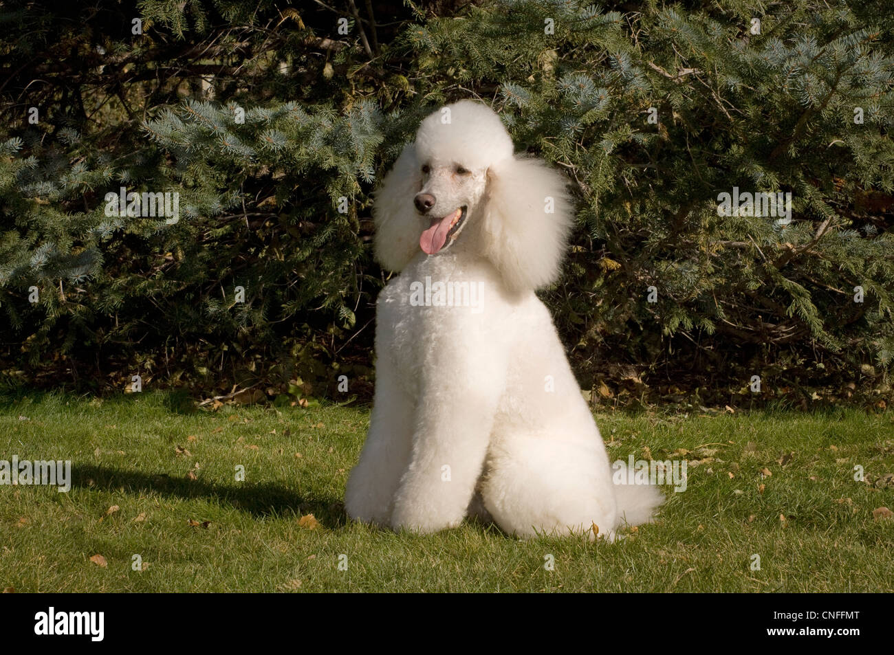 The french poodle fotografías e imágenes de alta resolución - Alamy