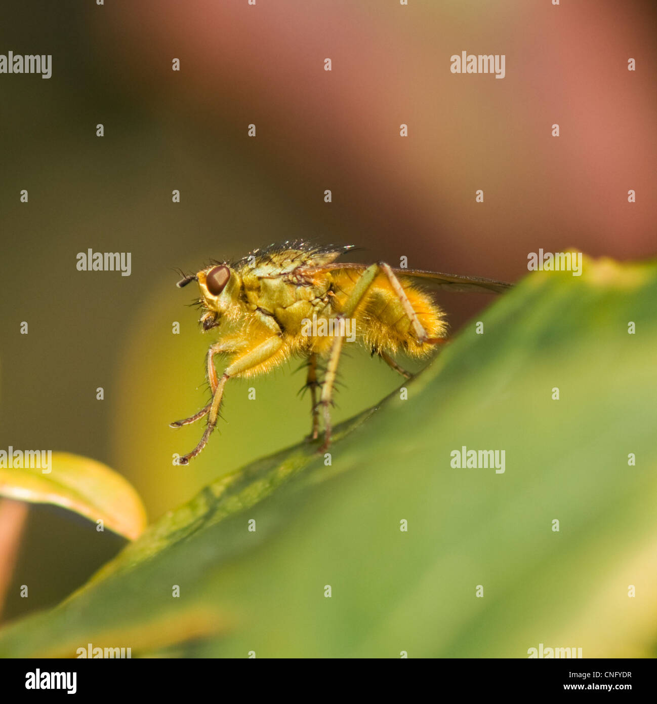 Estiércol amarillo-fly (Scathophaga stercoraria), Francia Foto de stock